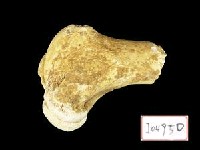 藏品(鹿角化石)的圖片